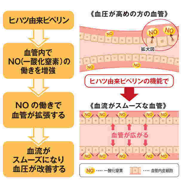 ピペリンの効果：血流改善の様子