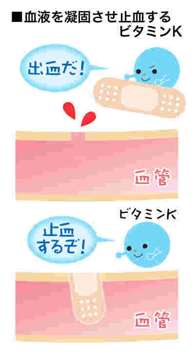 出血を止めるビタミンK