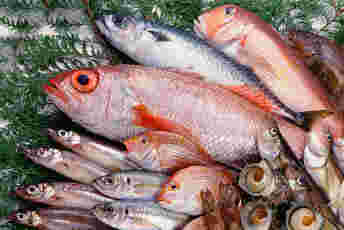 いろいろな魚介類