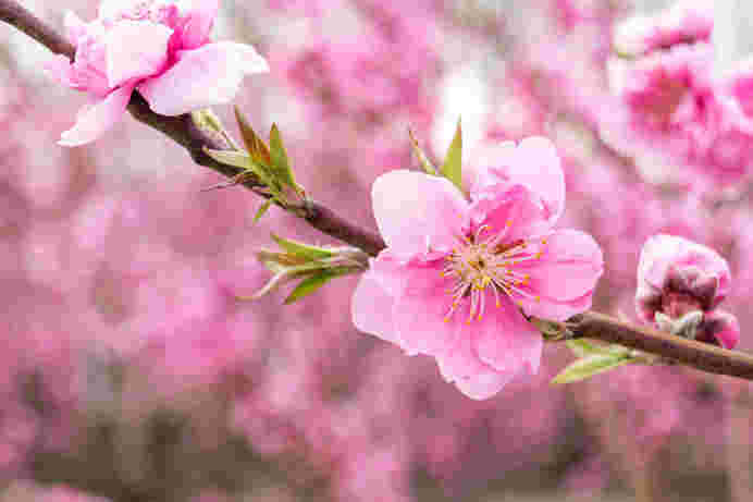 桃の花の画像