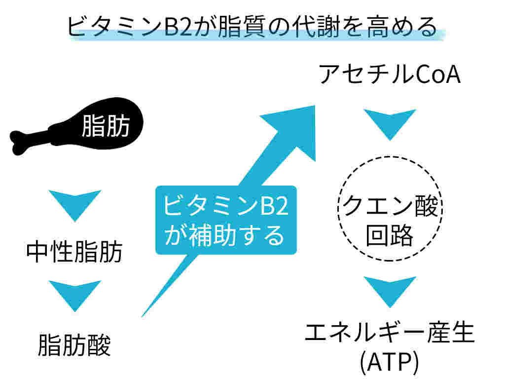 ビタミンB2の働きのイラスト