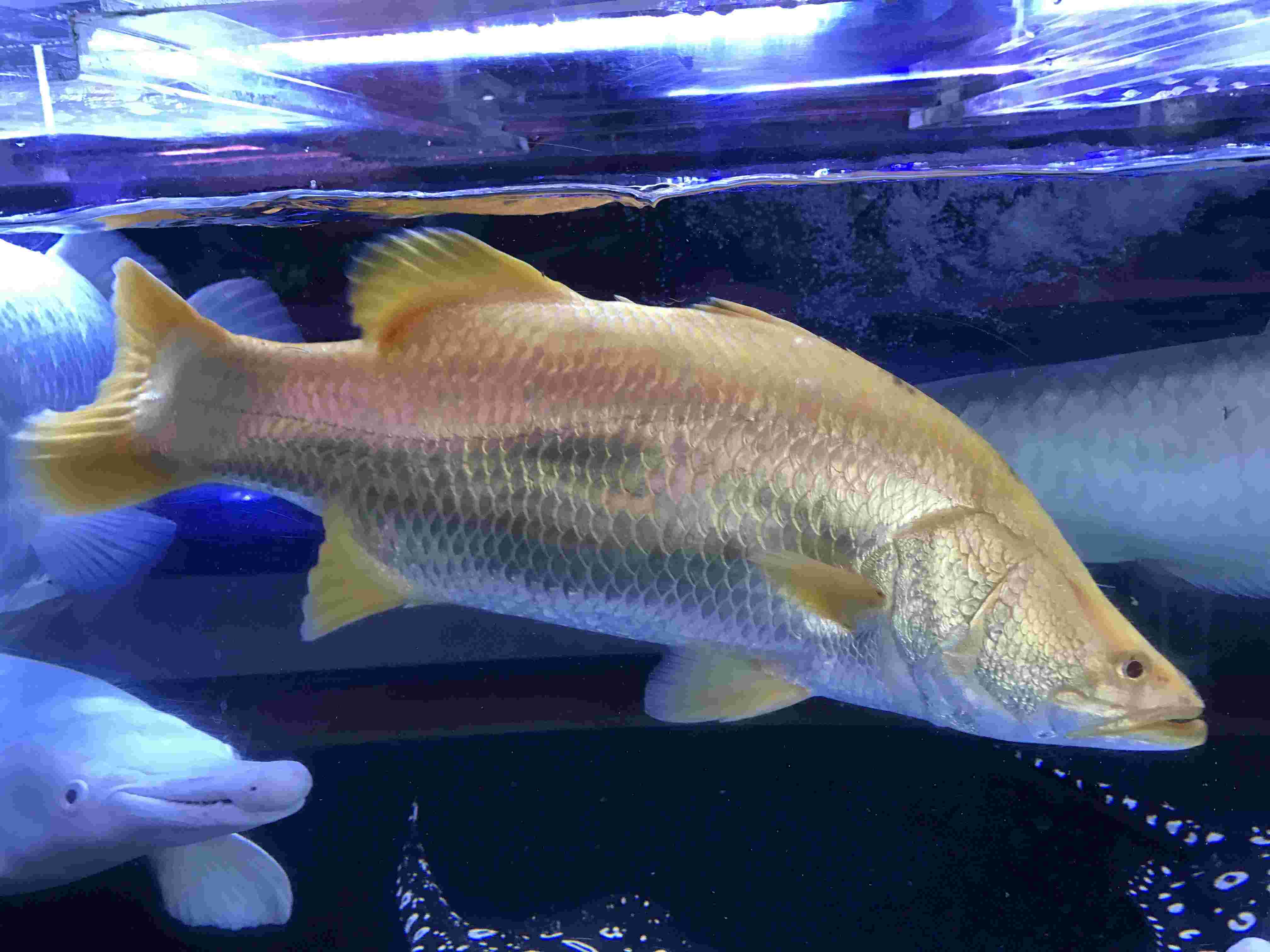 オーストラリアが誇る大魚バラマンディが泳ぐ様子