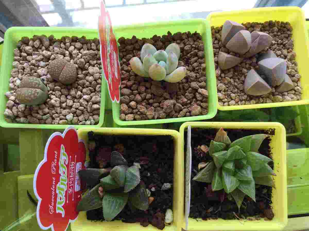 ダイソーの植物