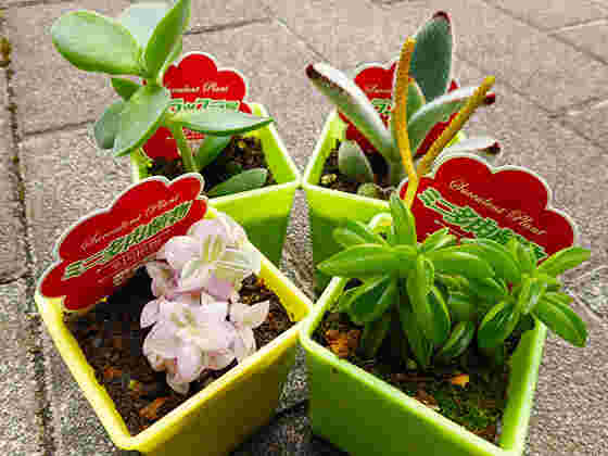ダイソーの多肉植物