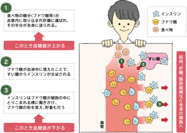 血糖値が上がる仕組み