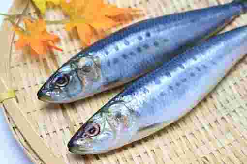 ざるに並べた新鮮な魚