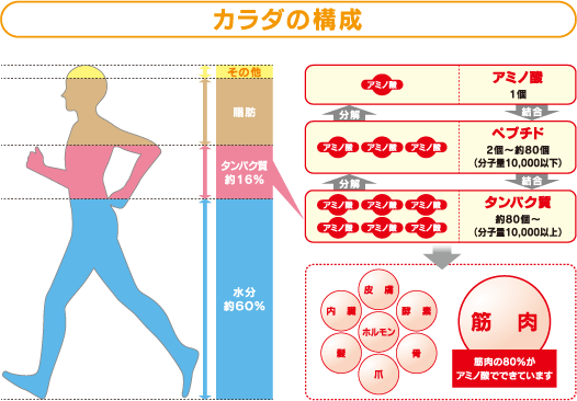 人の図で脂肪、タンパク質、水分の量を説明している