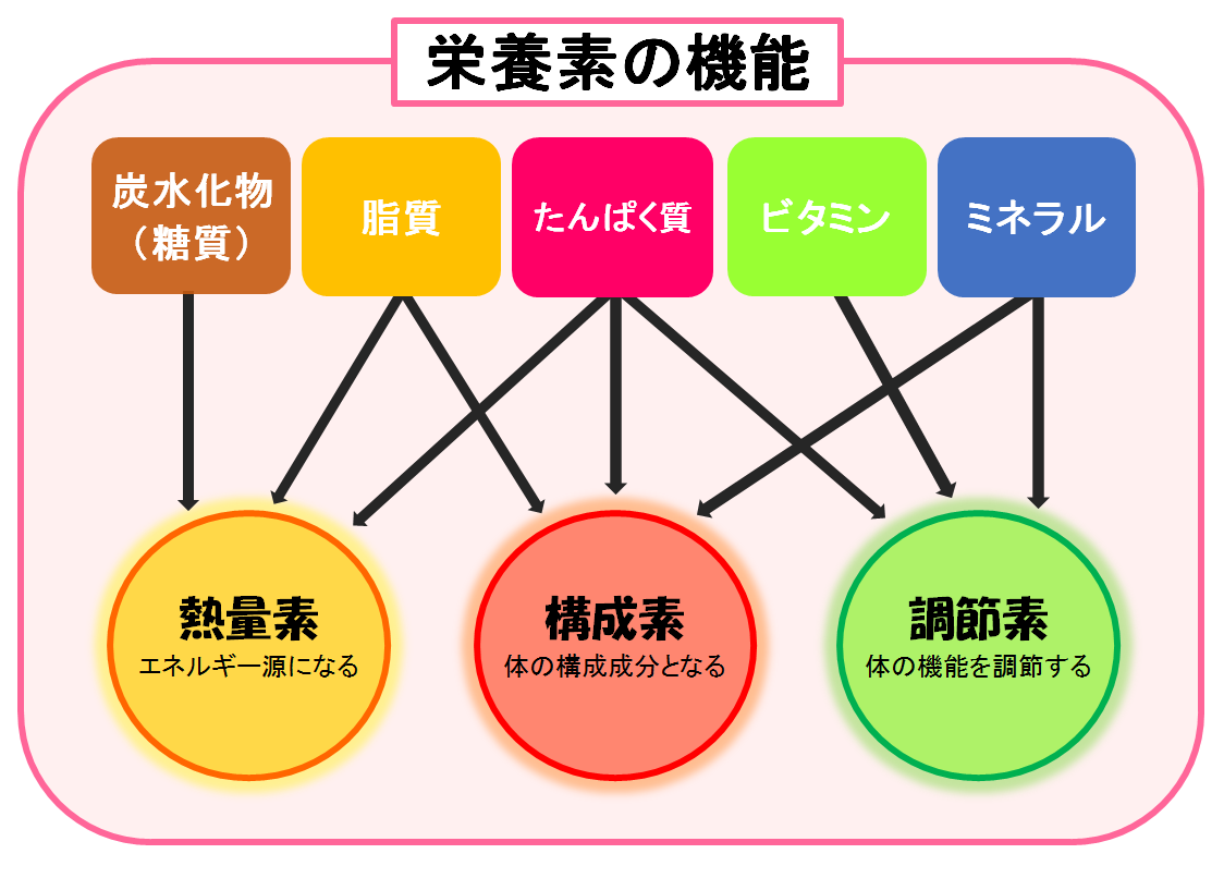 栄養素の図解