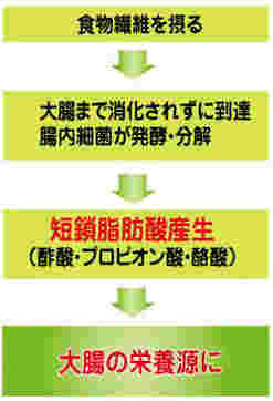 短鎖脂肪で脂肪燃焼効果説明画像