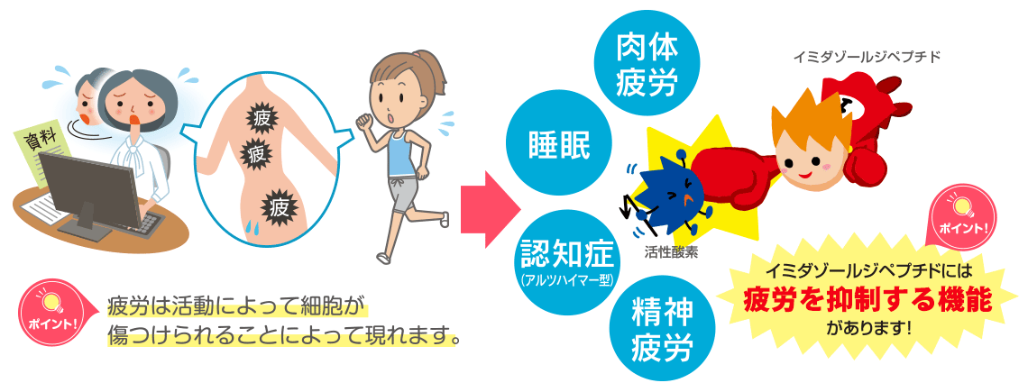 イミダゾールペプチドの効果図解 