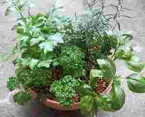 バジルの鉢植え