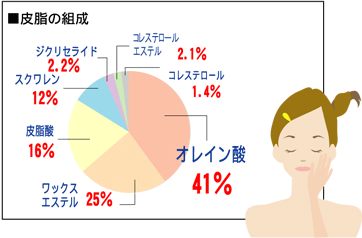 皮脂組織の図解イメージ