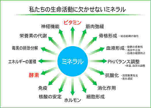 ミネラルの働きイメージ図