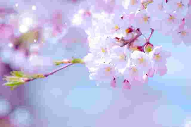 煌びやかな桜