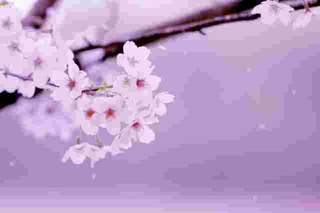 モダンな桜