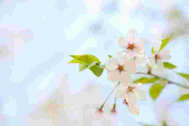 花と葉のバランスの良い桜