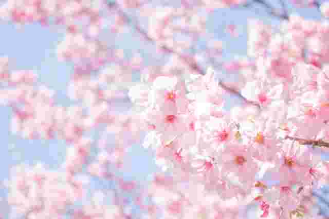 満開の桜