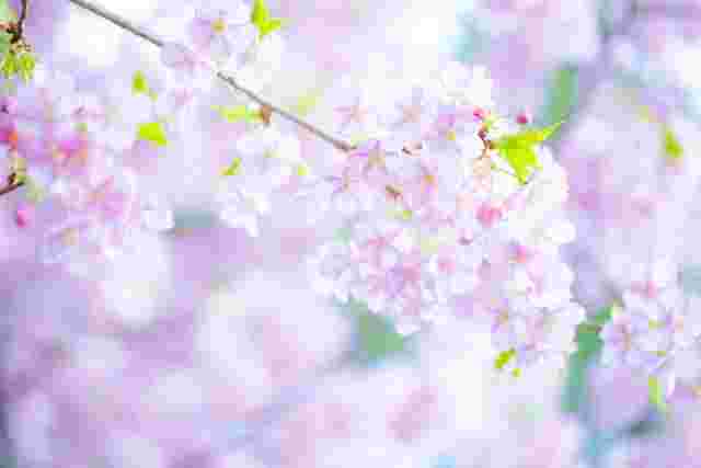 満開のピンクの桜