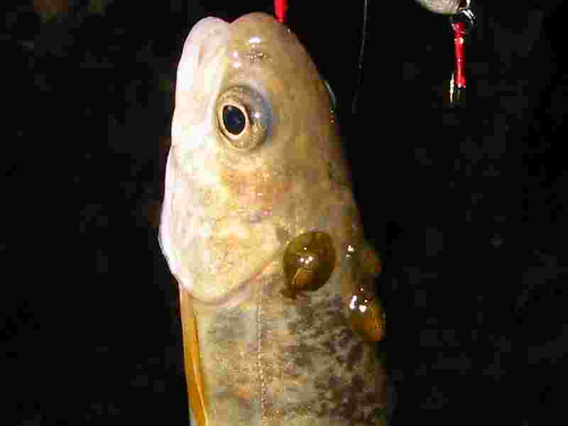 寄生虫の付いたイワナ