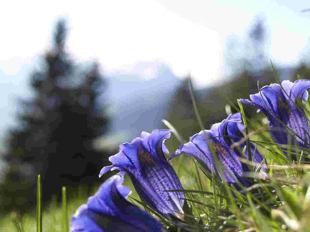 根っこがカンパリの材料に使われるリンドウの花