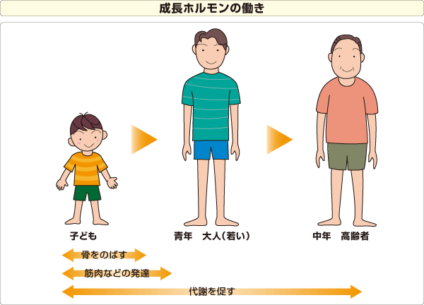 成長ホルモンの働きのイラスト