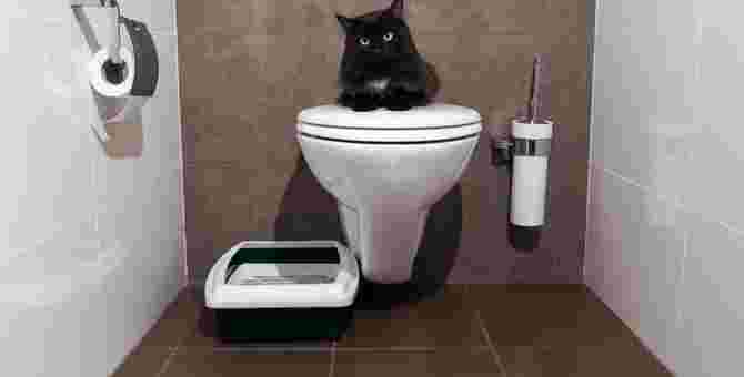 人間のトイレに猫が乗る