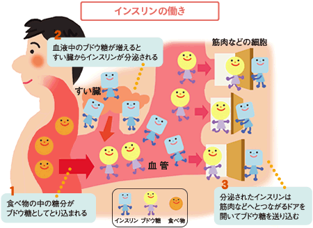 インスリンの働きのイラスト