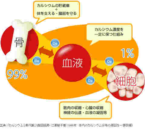 骨を強くする仕組み