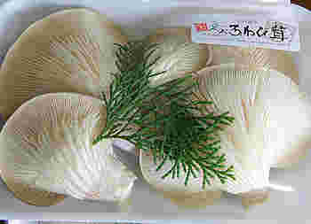 足太あわび茸