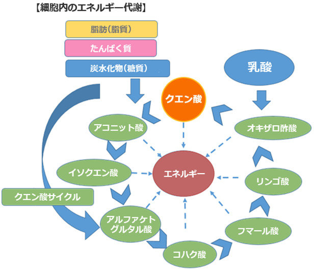 クエン酸の働き図解