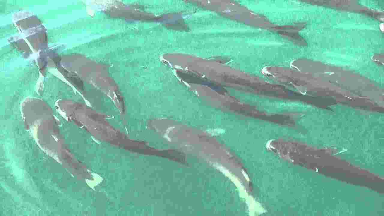 集まるぼら