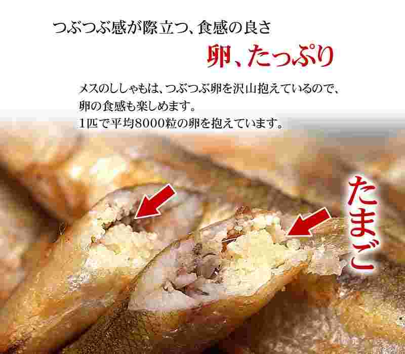 子持ちシシャモ