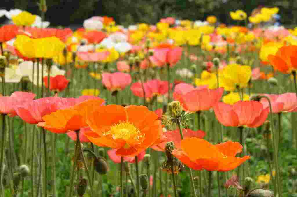 オレンジや黄色のポピーの花