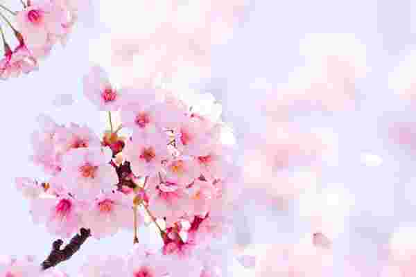 春の桜