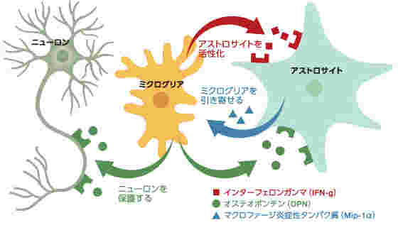 脳細胞が活性化している説明図