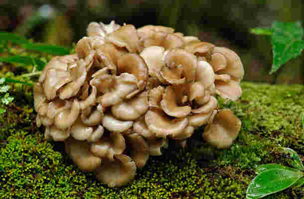 苔むした樹木の上に蘇生している舞茸