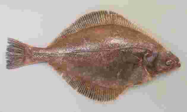 魚のカレイが大きく見える