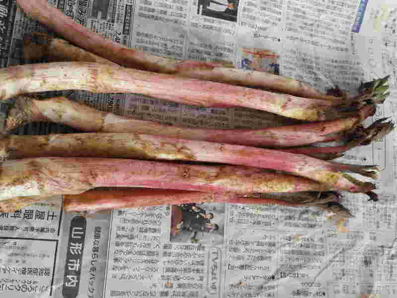 新聞紙の上に置かれたうど