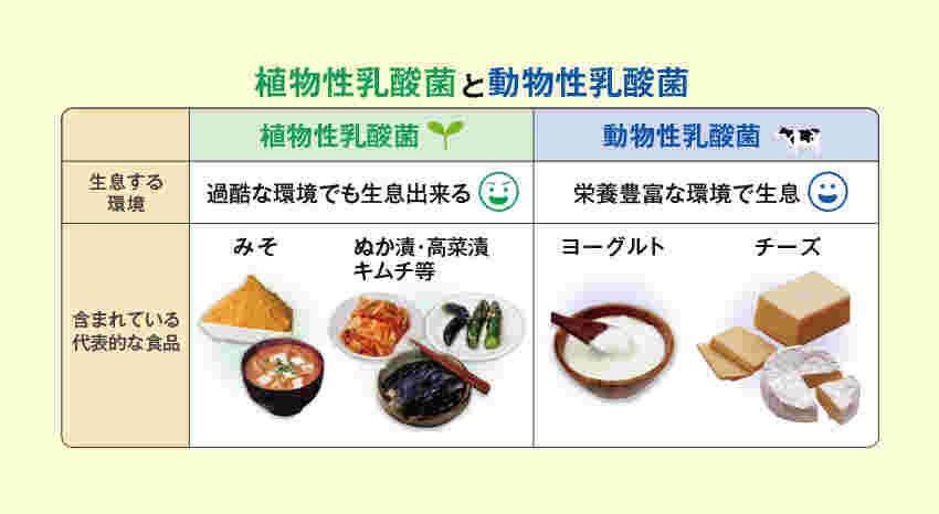動物性乳酸菌と植物性乳酸菌が多い食品の一覧