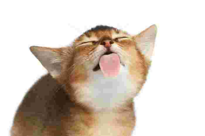 舌を出す茶色い猫