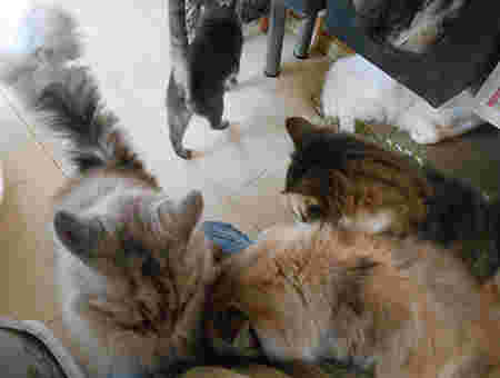 おやつに一所懸命な猫たちの写真