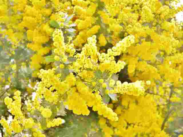 アカシアの花