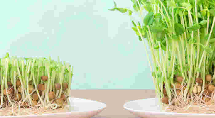 豆苗の栽培イメージ