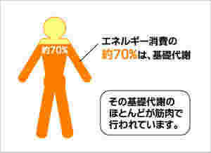 基礎代謝についての説明