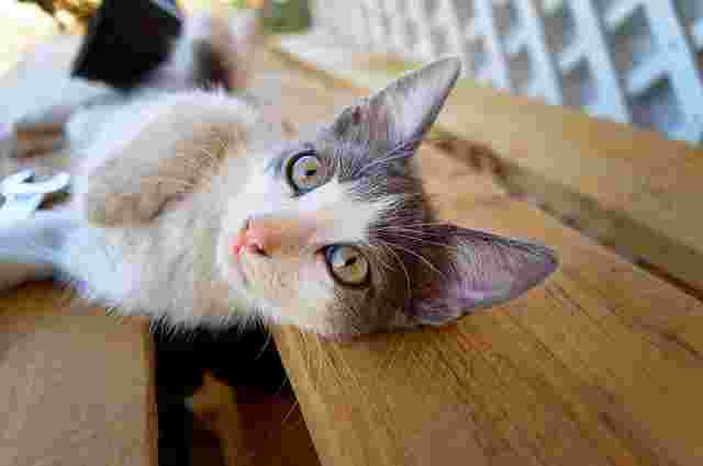 耳から目の周りが灰色で鼻筋からお腹にかけて白い子猫がベンチに横たわっている写真