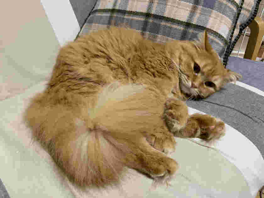 茶色の長毛種の猫が座布団の上で寝っ転がっている写真