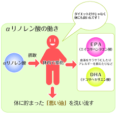 α－リノレン酸の働きをしめしたイラスト