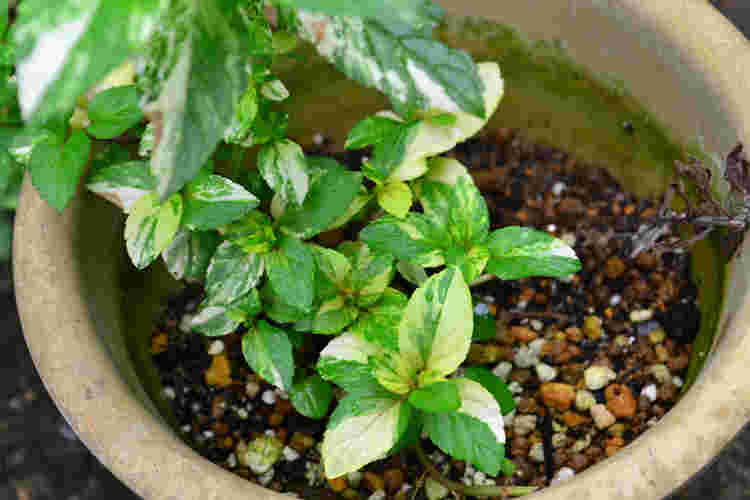 鉢に植えられたペパーミント