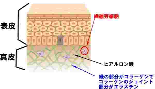 肌にあるヒアルロン酸の説明イラスト