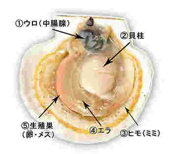 生ホタテの各部位の説明つき